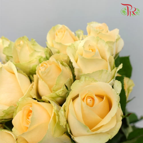 Rose - Champagne / Peach (10 stems)-Champagne-Malaysia-prflorist.com.my