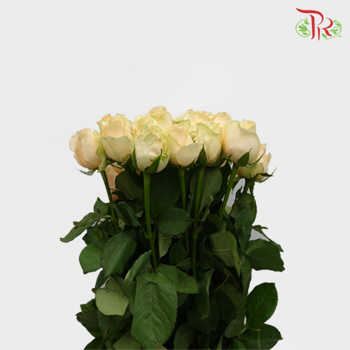 Rose - Champagne / Peach (10 stems)-Champagne-Malaysia-prflorist.com.my