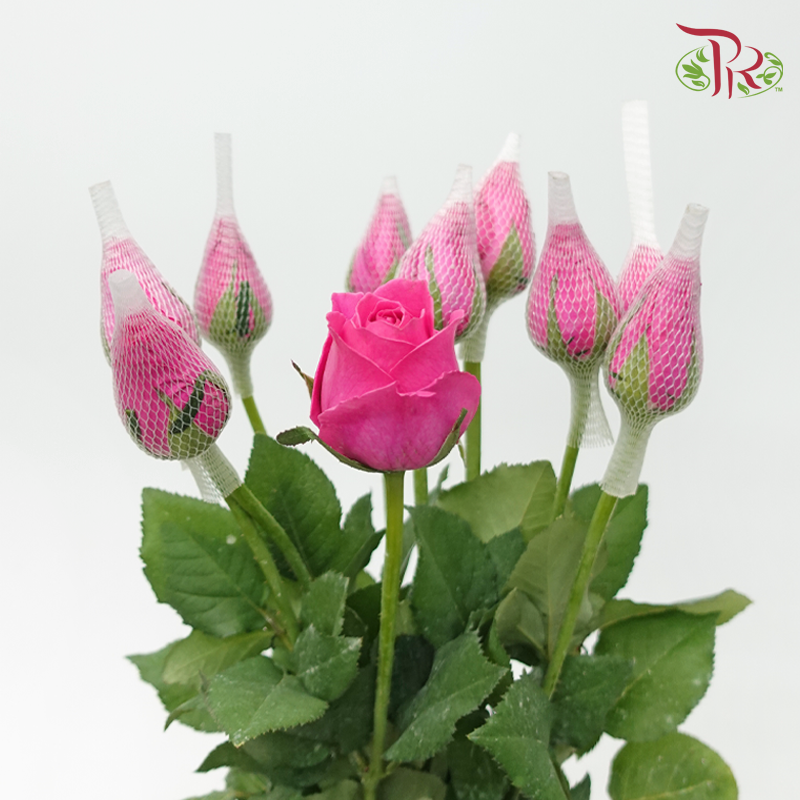 Rose - Cherry Pink (10 Stems)-Dark Pink-Malaysia-prflorist.com.my