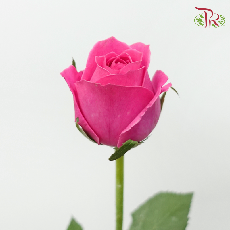 Rose - Cherry Pink (10 Stems)-Dark Pink-Malaysia-prflorist.com.my