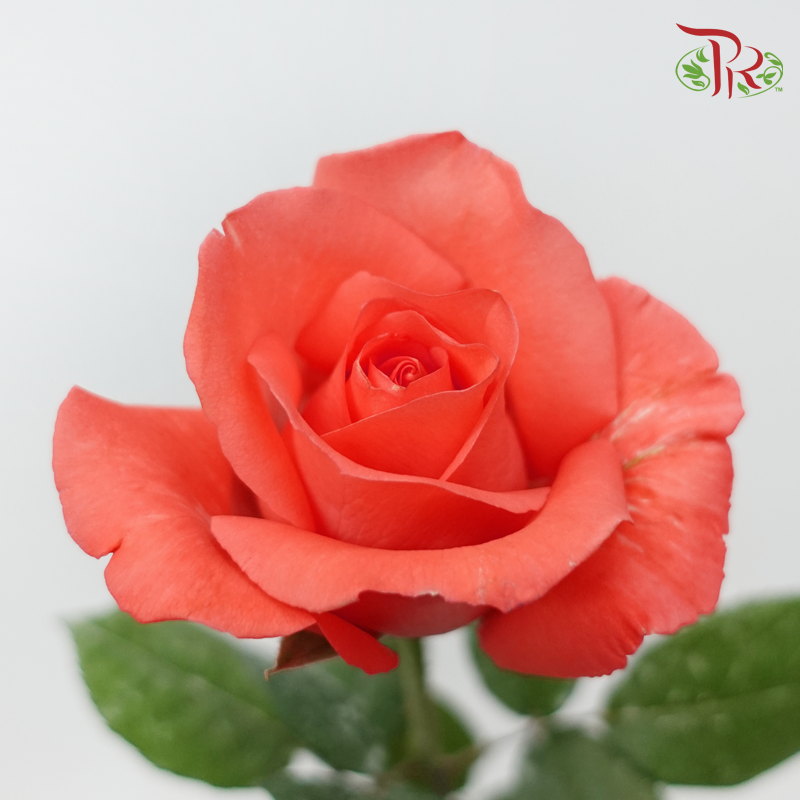 【Limited Time Deals】Roses (10 Stems) With Free Ecuador's  Baby's Breath / Eucalyptus