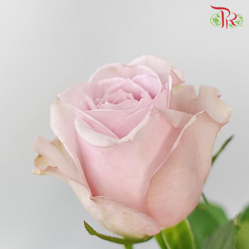 Rose - Corsette (10 Stems)-Pink/Lilac-China-prflorist.com.my