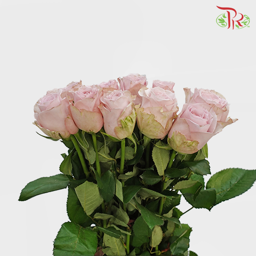 Rose - Corsette (10 Stems)-Pink/Lilac-China-prflorist.com.my