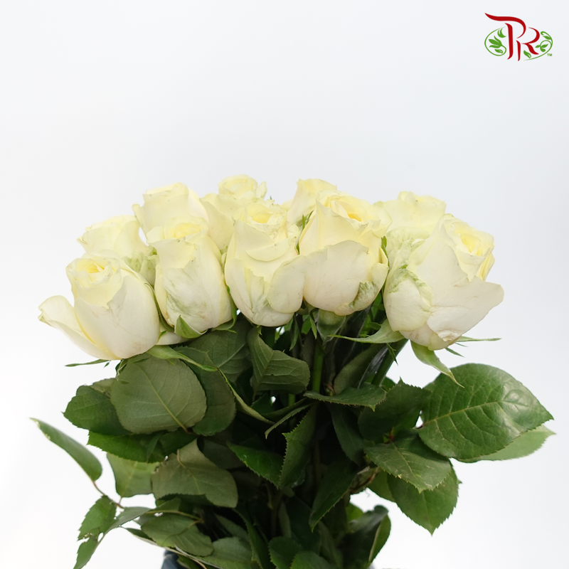 Rose - Cream Cup (10 Stems)-China-prflorist.com.my