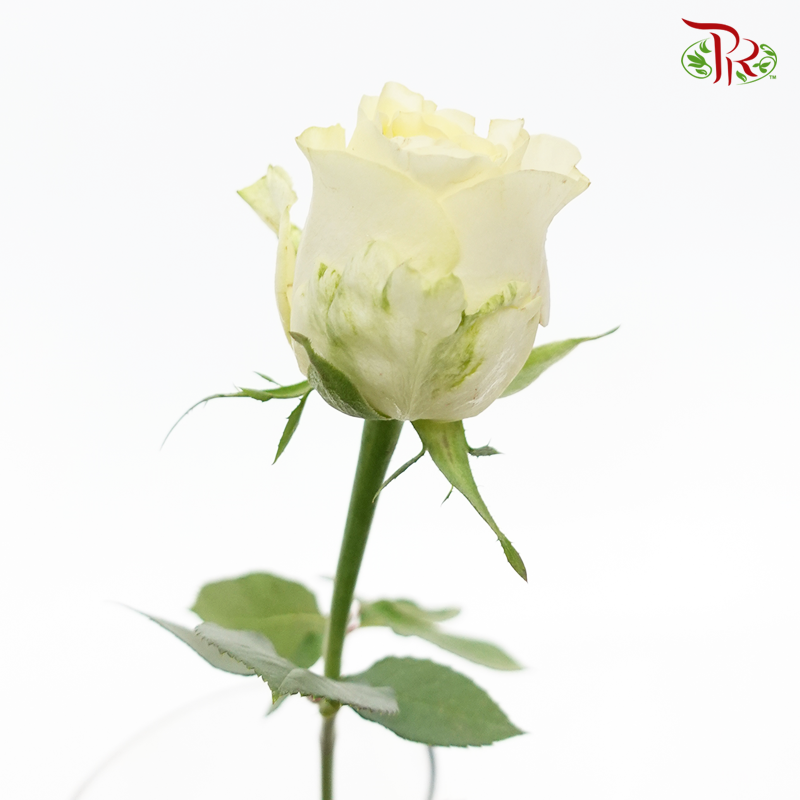 Rose - Cream Cup (10 Stems)-China-prflorist.com.my