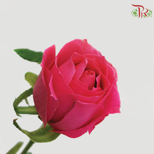 Rose - Dark Pink (10 Stems)-China-prflorist.com.my