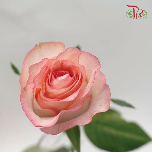 Rose - Essar (10 Stems)-Pink-China-prflorist.com.my
