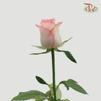 Rose - Essar (10 Stems)-Pink-China-prflorist.com.my