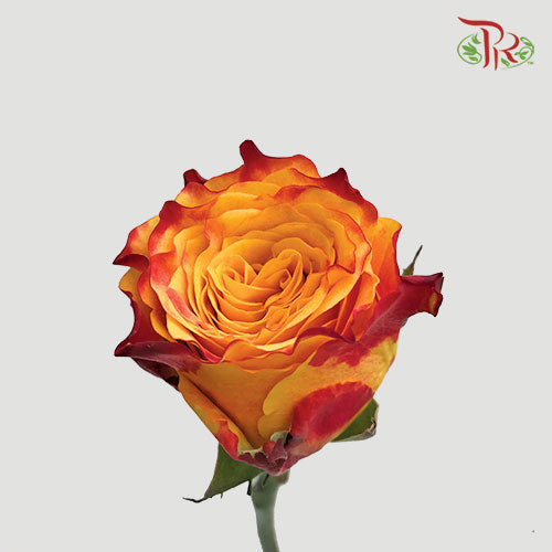 Rose - Fire (10 Stems)-Red-China-prflorist.com.my