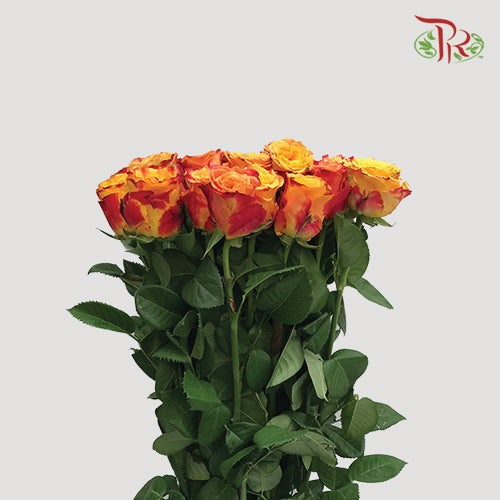 Rose - Fire (10 Stems)-Red-China-prflorist.com.my