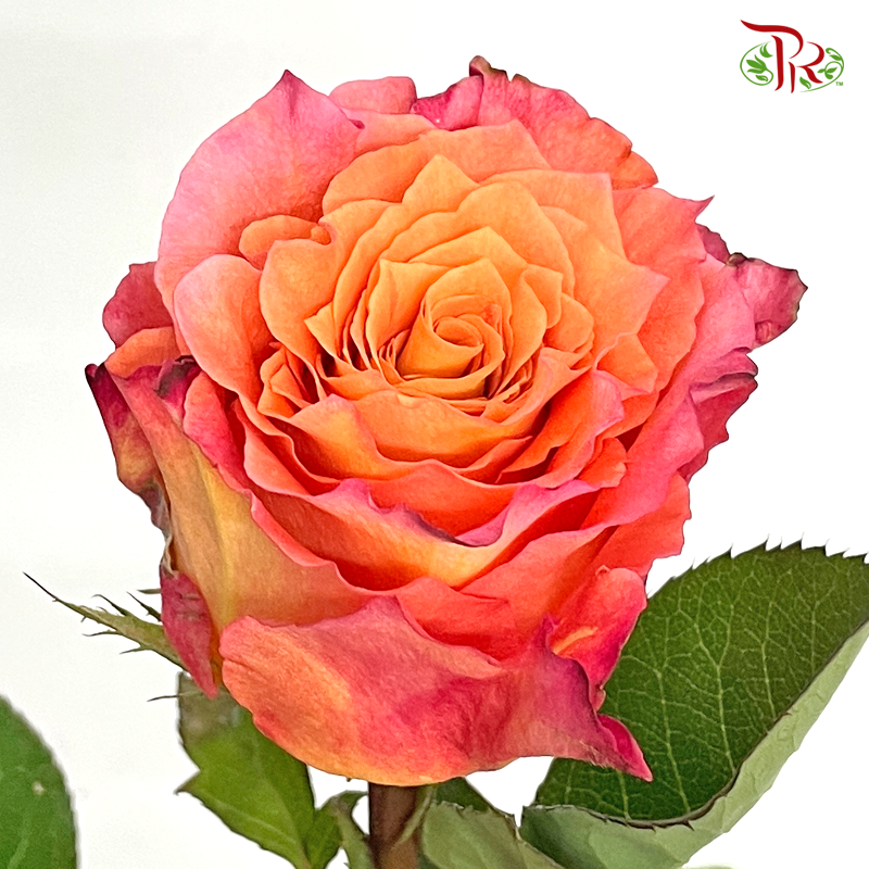 Rose - Firebird (10 Stems)-China-prflorist.com.my