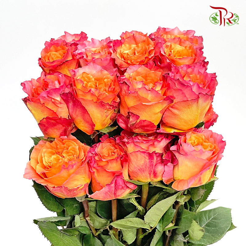 Rose - Firebird (10 Stems)-China-prflorist.com.my