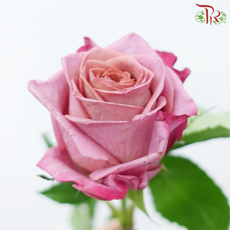 Rose - Flavorist (10 Stems)-Purple-China-prflorist.com.my