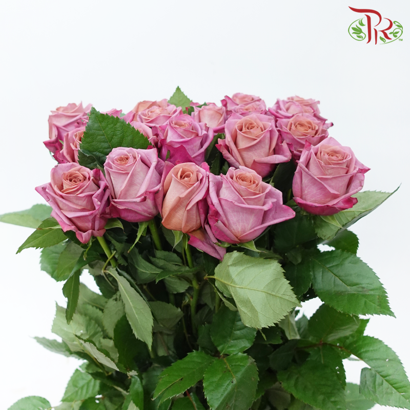 Rose - Flavorist (10 Stems)-Purple-China-prflorist.com.my