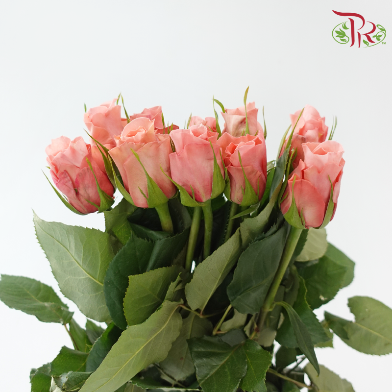 Rose Fontana - Maureen (10 Stems)-Champagne / Peach-Kenya-prflorist.com.my