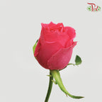 Rose - Freud Cherry Pink / Hot Pink / Dark Pink(10 Stems)-China-prflorist.com.my