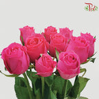 Rose - Freud Cherry Pink / Hot Pink / Dark Pink(10 Stems)-China-prflorist.com.my