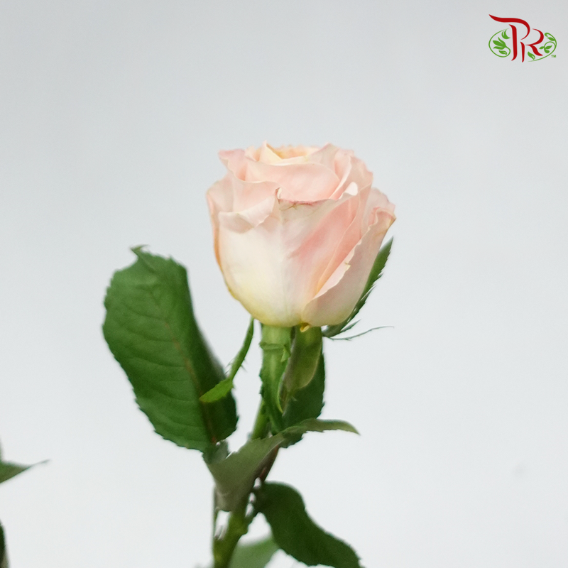 Rose - Gleam (10 Stems)-Champagne-China-prflorist.com.my
