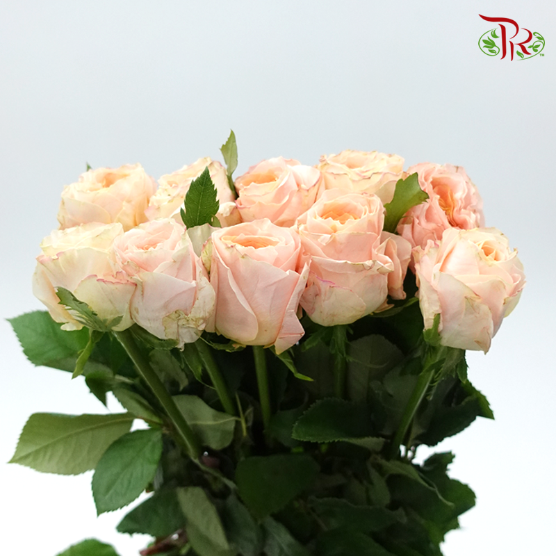 Rose - Gleam (10 Stems)-Champagne-China-prflorist.com.my
