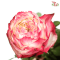 Rose - Green Apple Jam (10 Stems)-Red-China-prflorist.com.my