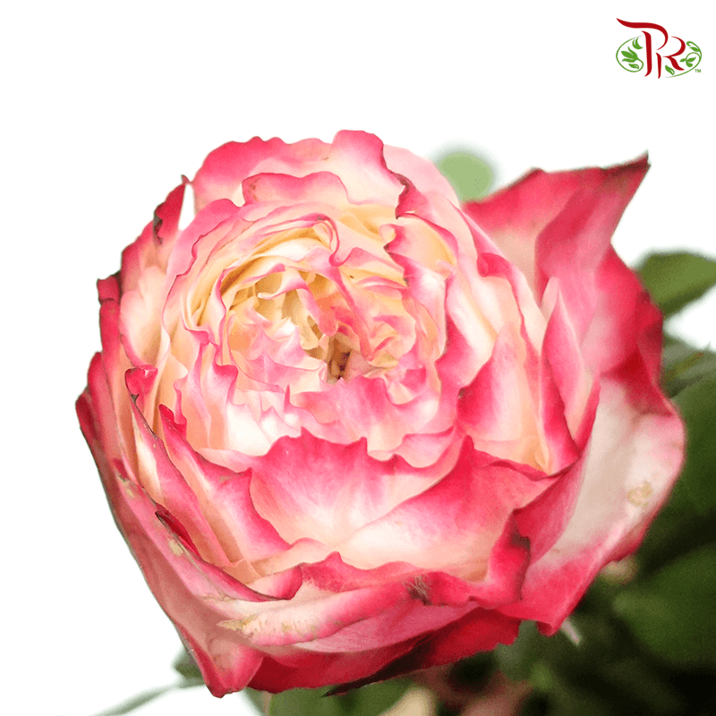 Rose - Green Apple Jam (10 Stems)-Red-China-prflorist.com.my