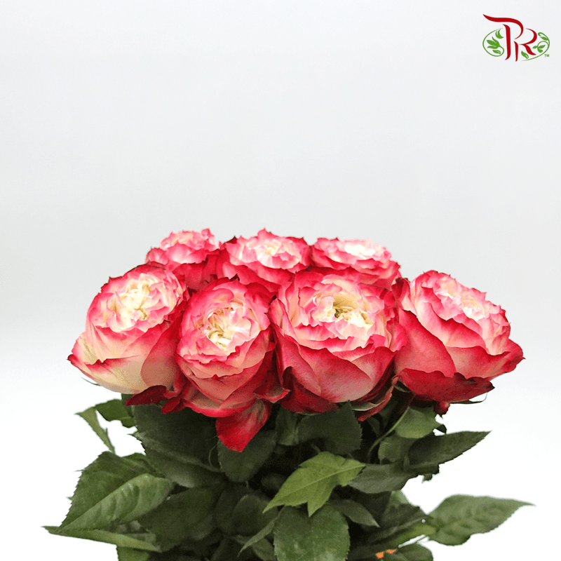 Rose - Green Apple Jam (10 Stems)-Red-China-prflorist.com.my