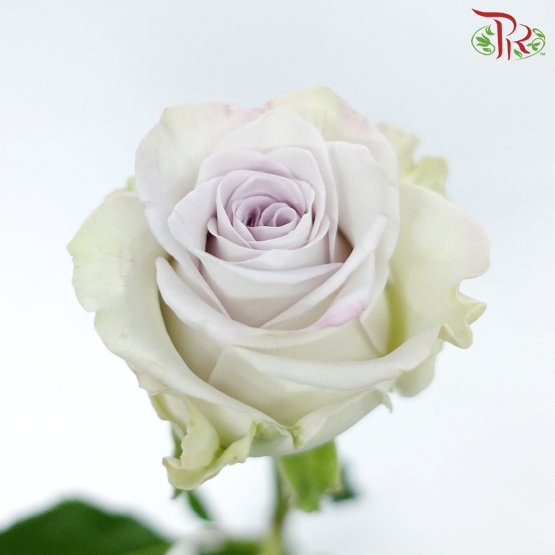 Rose - Heart of Ocean/ Puzzle Ocean (10 Stems)-Purple-China-prflorist.com.my