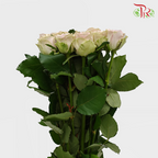 Rose - Heart of Ocean/ Puzzle Ocean (10 Stems)-Purple-China-prflorist.com.my