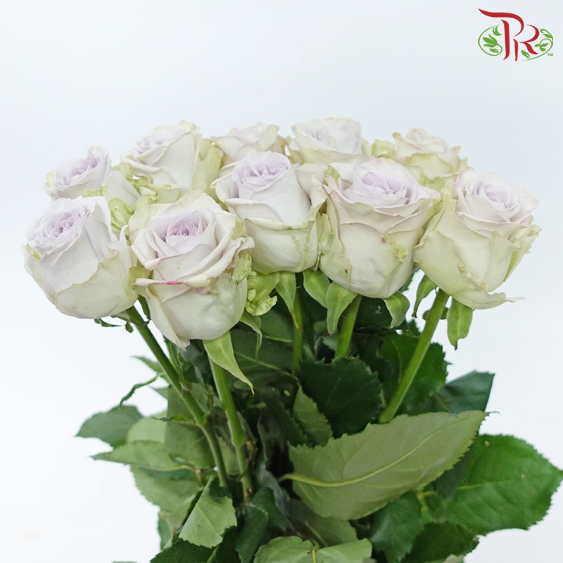 Rose - Heart of Ocean/ Puzzle Ocean (10 Stems)-Purple-China-prflorist.com.my