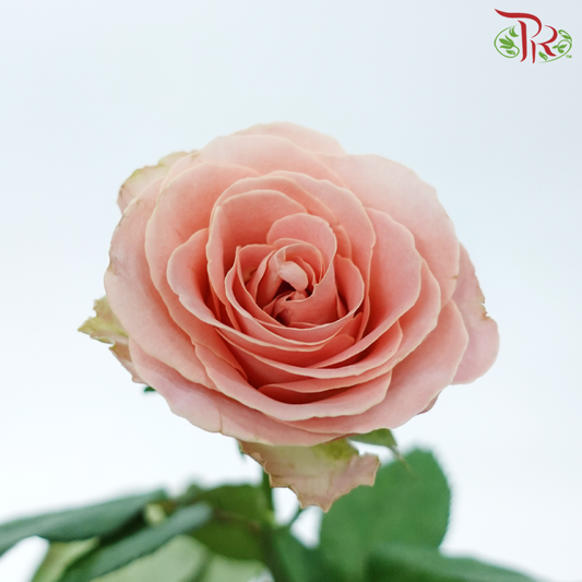 Rose - Hector Mosha (10 Stems)-Peach-China-prflorist.com.my