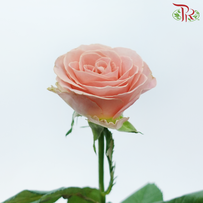 Rose - Hector Mosha (10 Stems)-Peach-China-prflorist.com.my