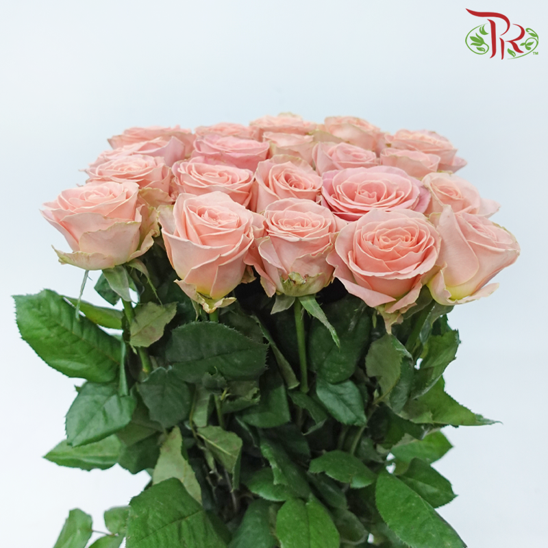 Rose - Hector Mosha (10 Stems)-Peach-China-prflorist.com.my