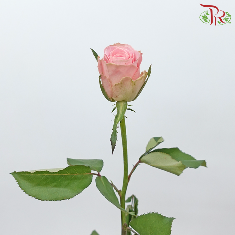 Rose Hector - Mosha (20 Stems)-Mosha-China-prflorist.com.my