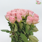 Rose Hector - Mosha (20 Stems)-Mosha-China-prflorist.com.my