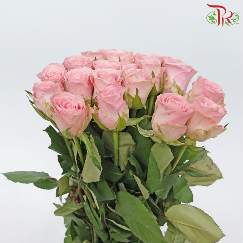 Rose Hector - Mosha (20 Stems)-Mosha-China-prflorist.com.my