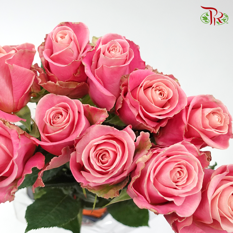 Rose - Hector Mosha Pink (10 Stems)-China-prflorist.com.my