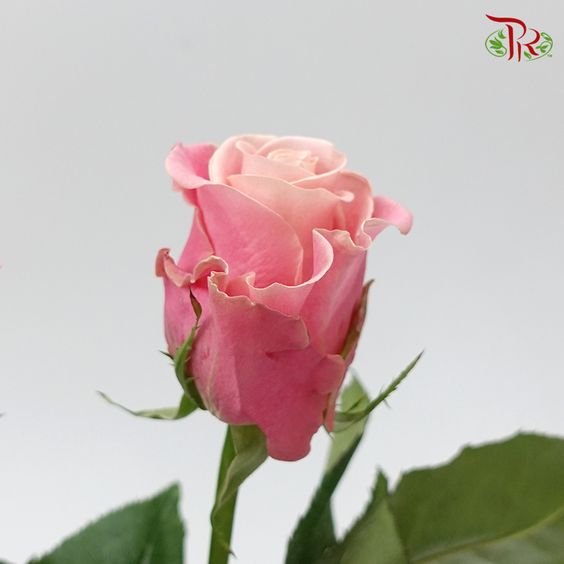 Rose - Hector Mosha Pink (10 Stems)-China-prflorist.com.my