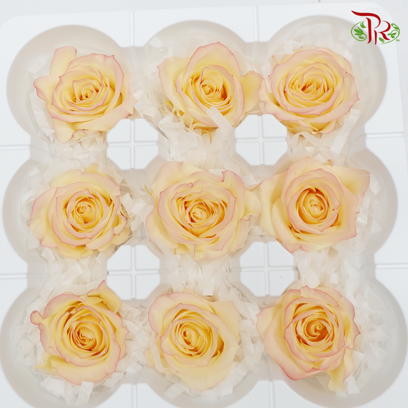 Rose Izumi Hanairo Preservative - Champagne ( 0349-0-505 )-Champagne-Japan-prflorist.com.my