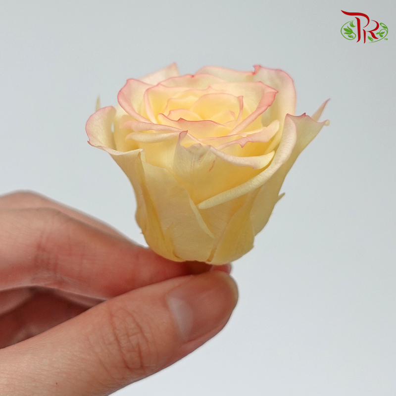 Rose Izumi Hanairo Preservative - Champagne ( 0349-0-505 )-Champagne-Japan-prflorist.com.my