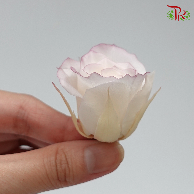 Rose Izumi Hanairo Preservative - Light Purple ( 0349-0-045 )-Purple-Japan-prflorist.com.my