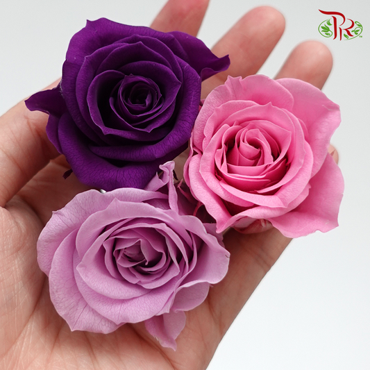 Rose Izumi Preservative - Mix Purple ( 0348-4-440 )-Purple-Japan-prflorist.com.my