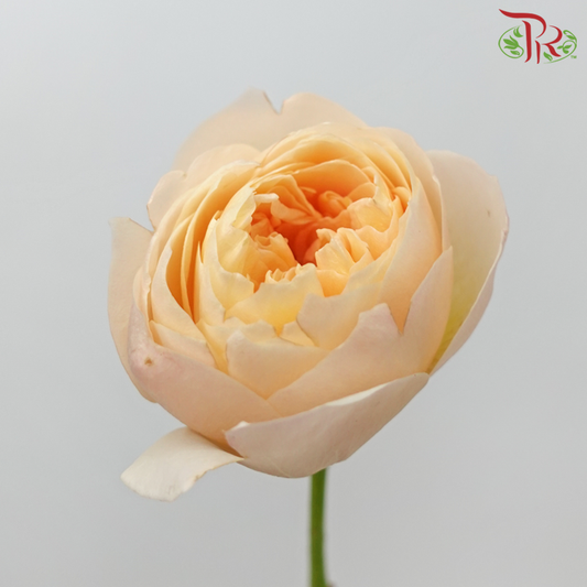 Rose Juliet - Peach (20 Stems)-Peach-China-prflorist.com.my