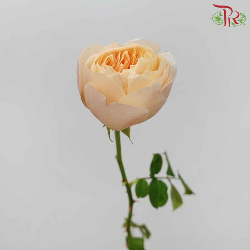 Rose Juliet - Peach (20 Stems)-Peach-China-prflorist.com.my