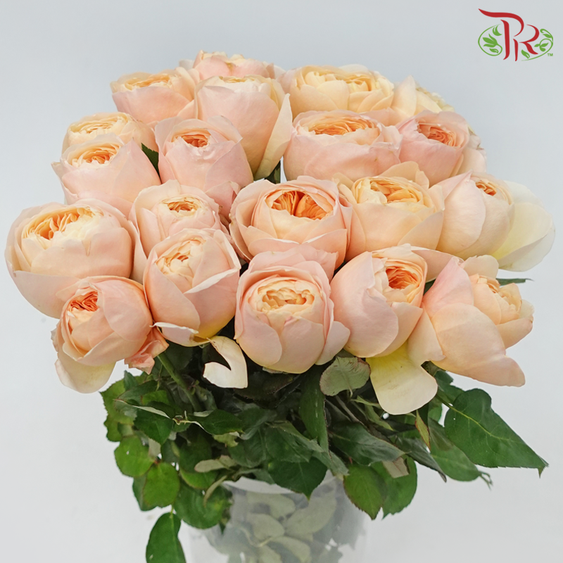 Rose Juliet - Peach (20 Stems)-Peach-China-prflorist.com.my