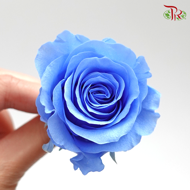 Rose Kanon M Preservative - Light Blue ( 0520-2-651 )-Blue-Japan-prflorist.com.my