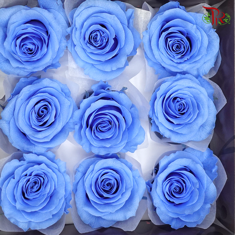 Rose Kanon M Preservative - Light Blue ( 0520-2-651 )-Blue-Japan-prflorist.com.my