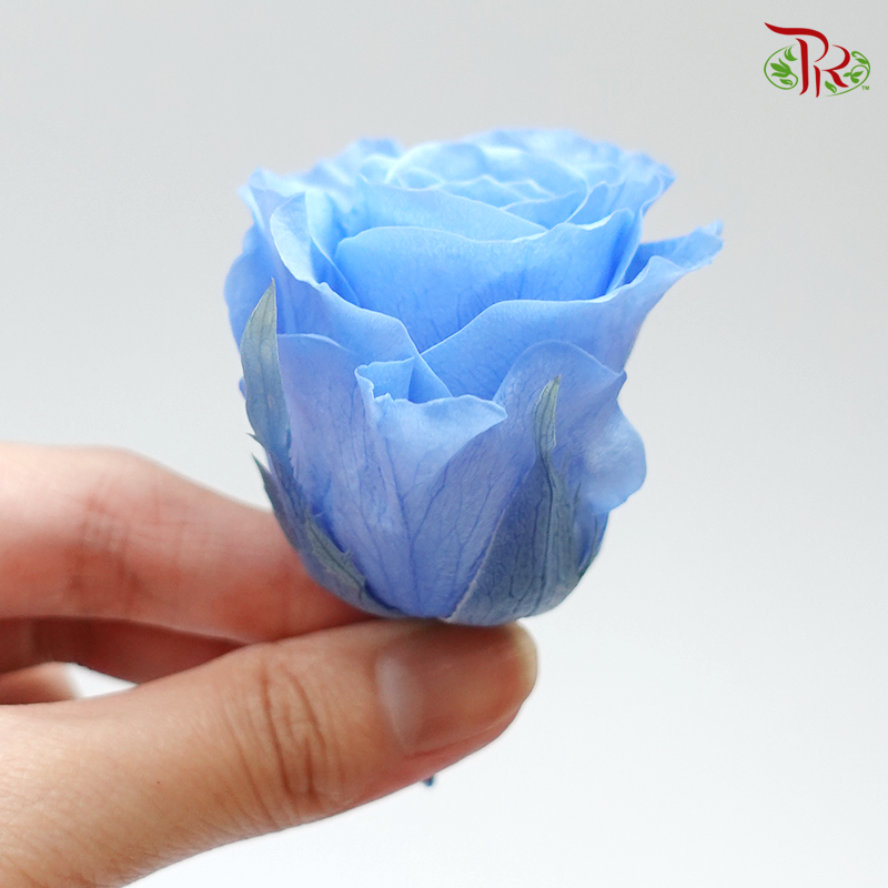 Rose Kanon M Preservative - Light Blue ( 0520-2-651 )-Blue-Japan-prflorist.com.my