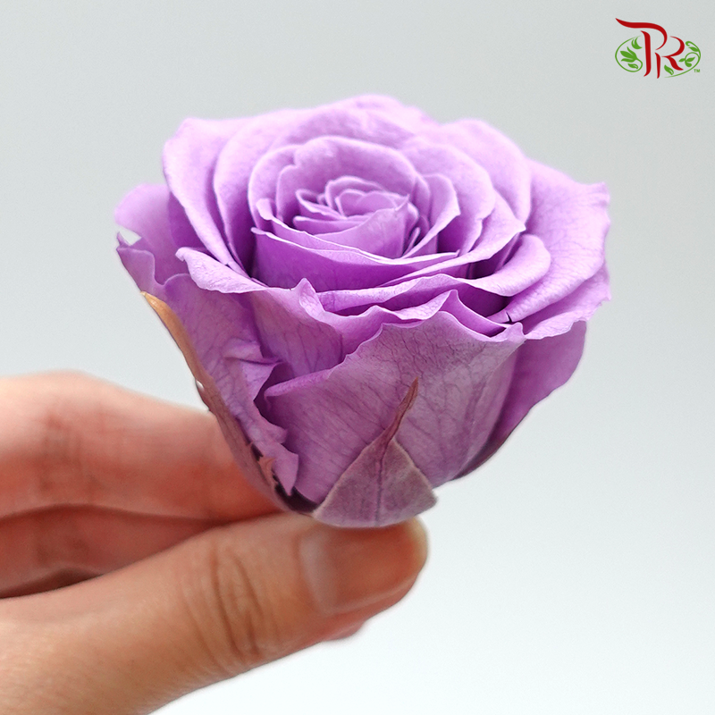 Rose Kanon M Preservative - Purple ( 0520-2-411 )-Purple-Japan-prflorist.com.my