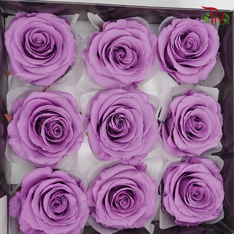 Rose Kanon M Preservative - Purple ( 0520-2-411 )-Purple-Japan-prflorist.com.my