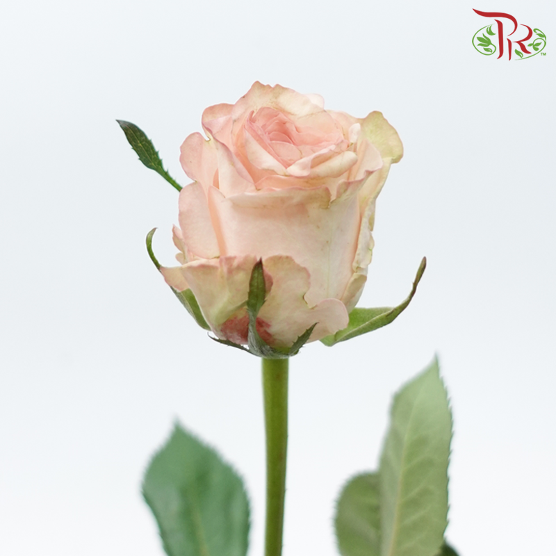 Rose - Libra (10 Stems)-Cream-China-prflorist.com.my